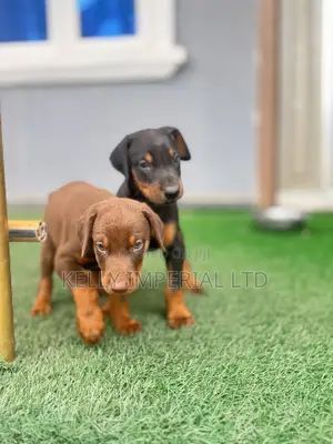 1-3 months Female Purebred Doberman Pinscher