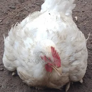Buchflame Organic Broiler Chicken Available for Sale!