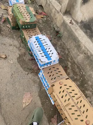 Day Old Chicks Available