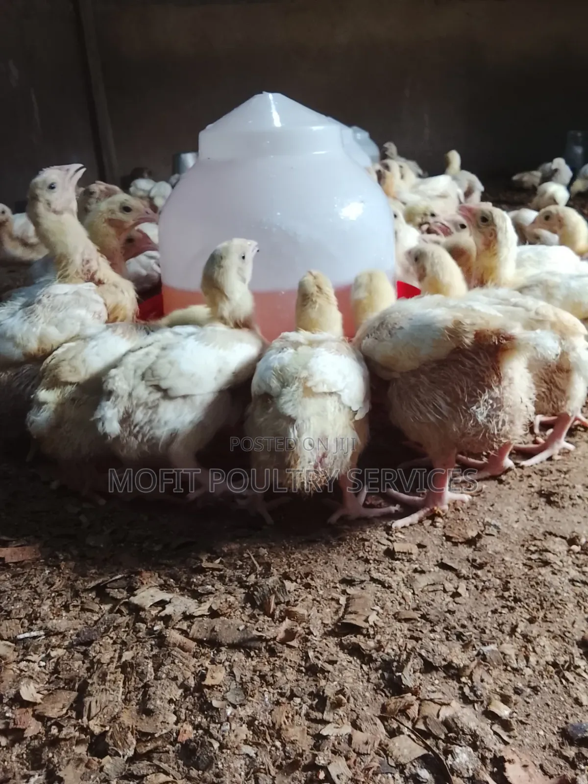 2 Weeks Broilers