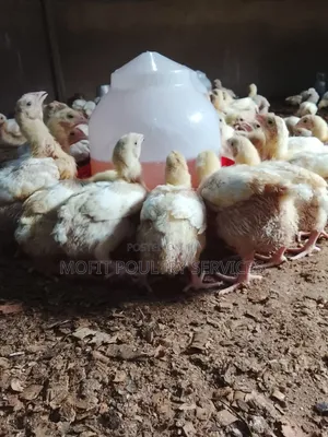 2 Weeks Broilers