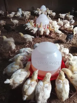 2 Weeks Broilers