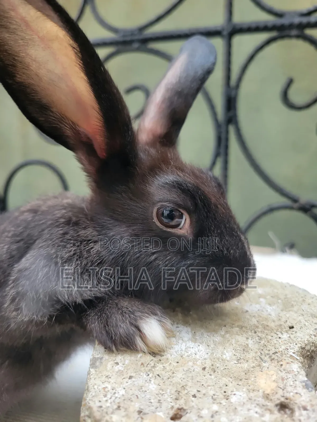 Rabbits for Sale