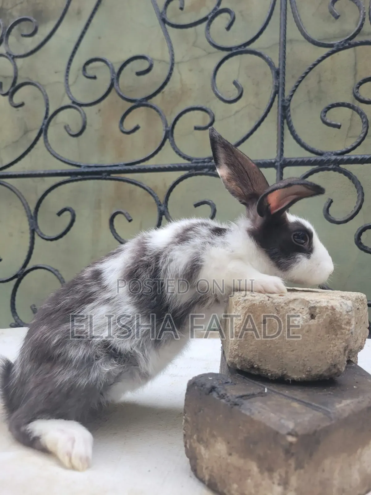 Rabbits for Sale