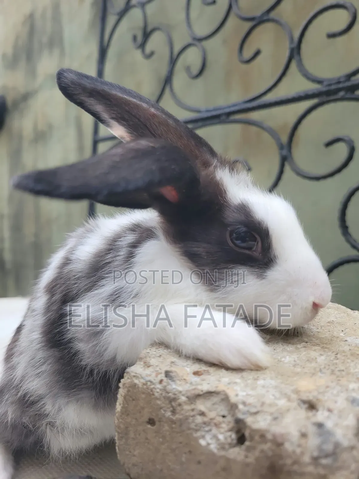 Rabbits for Sale