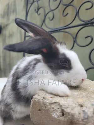 Rabbits for Sale