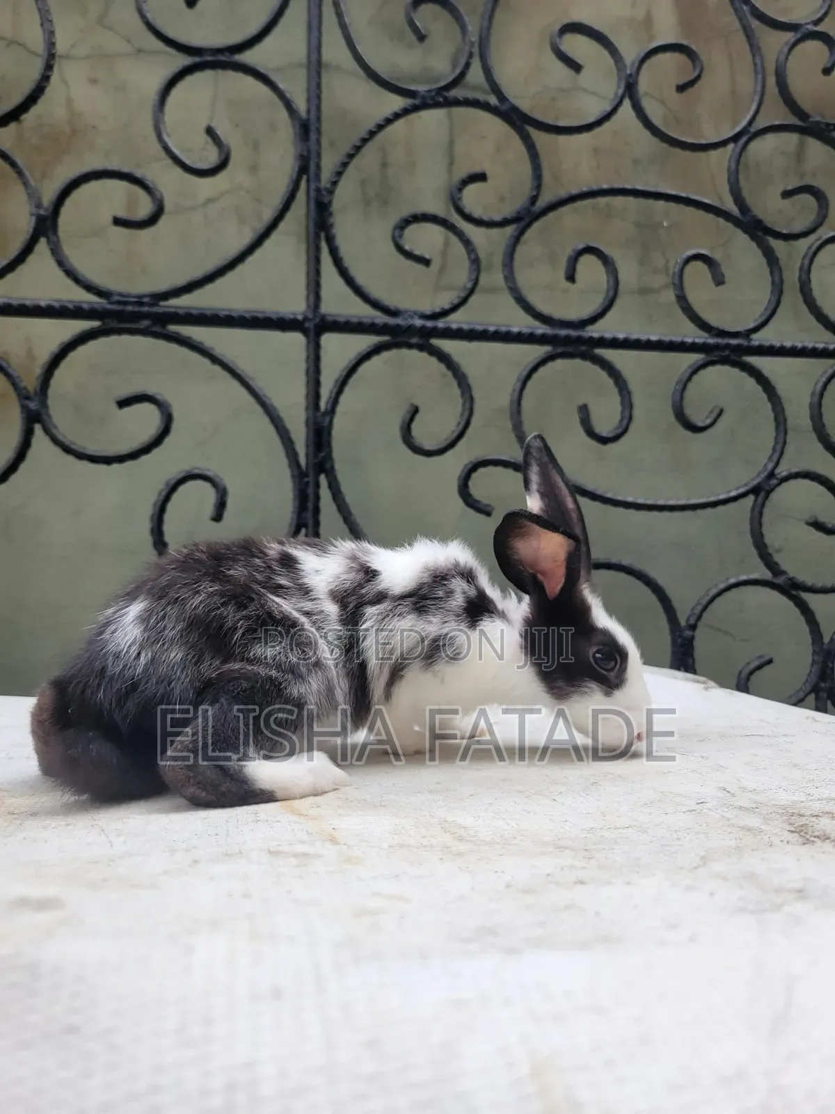 Rabbits for Sale