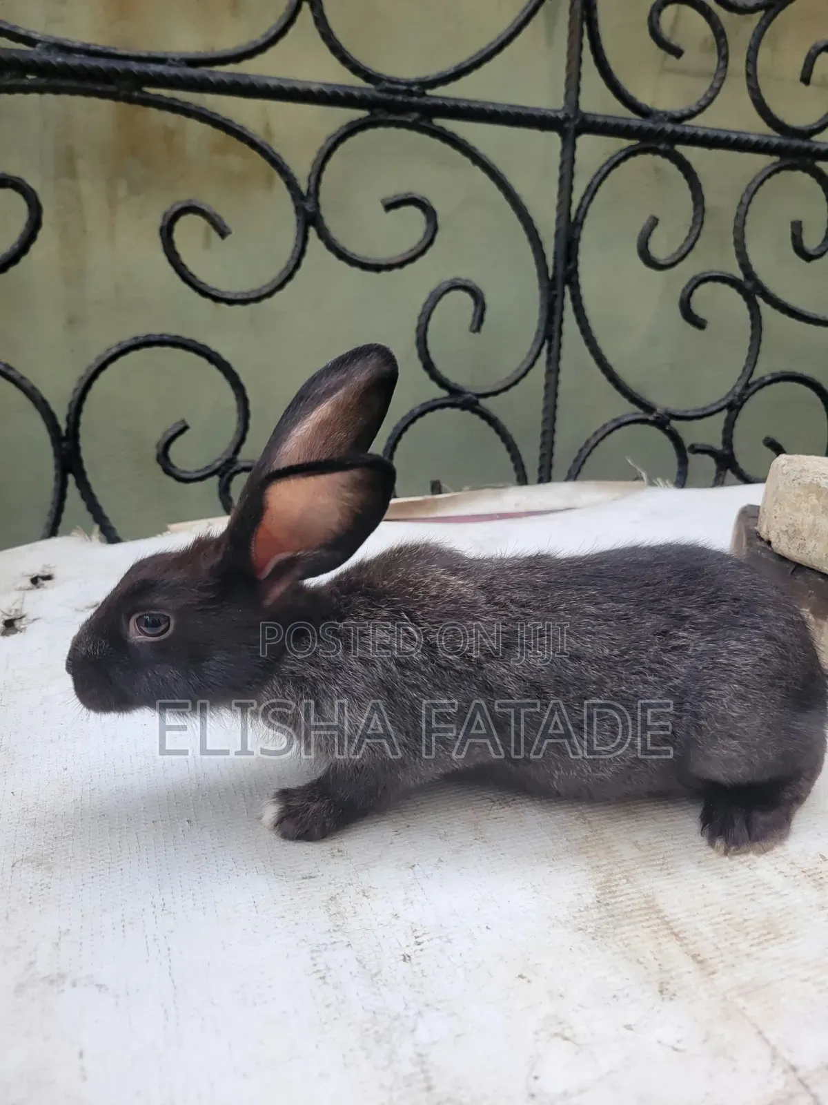 Rabbits for Sale