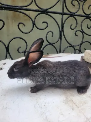 Rabbits for Sale
