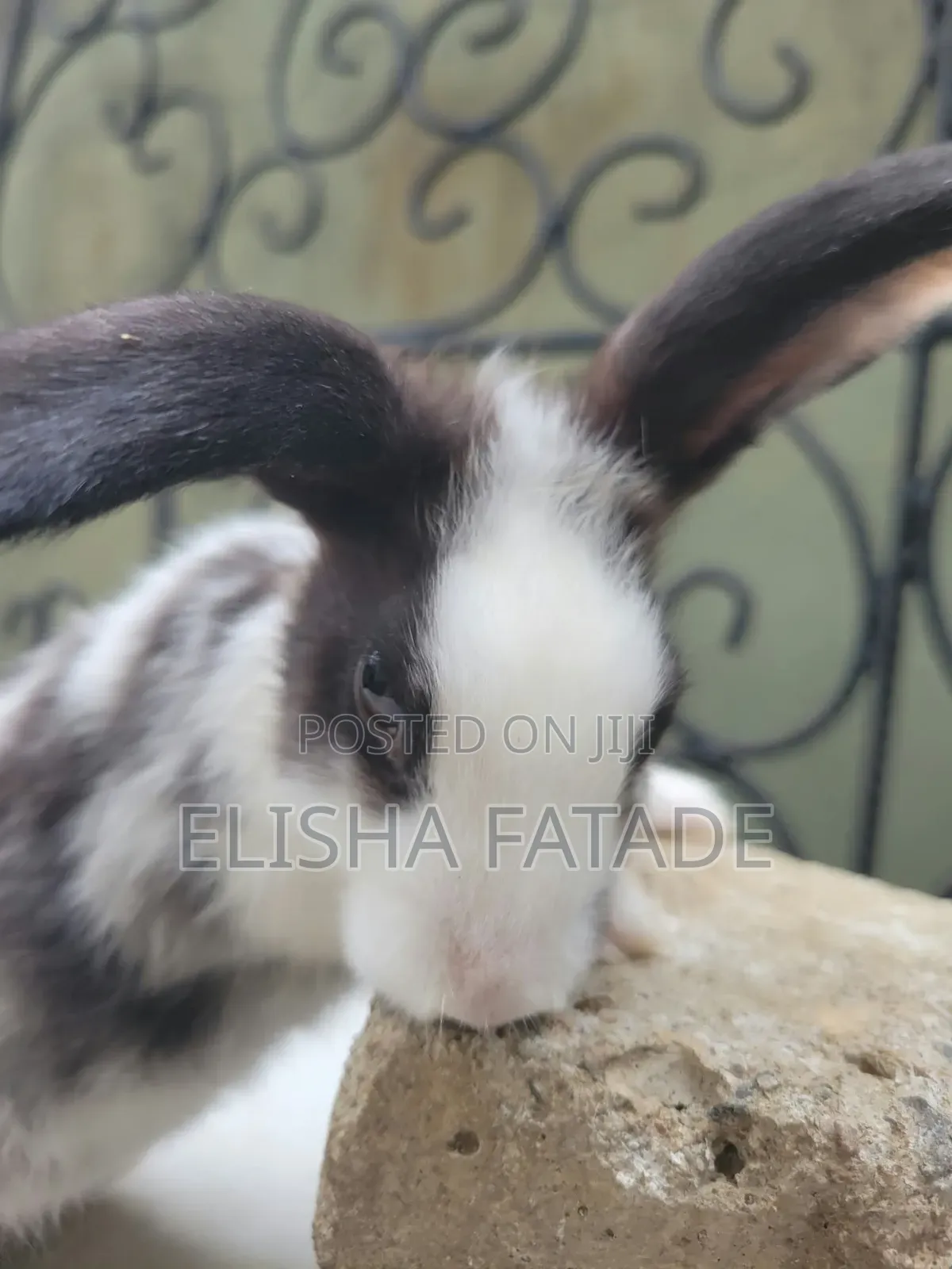 Rabbits for Sale