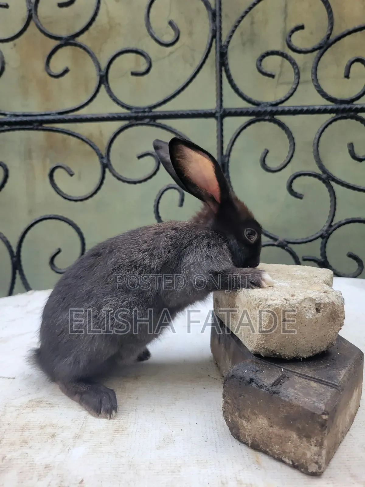 Rabbits for Sale
