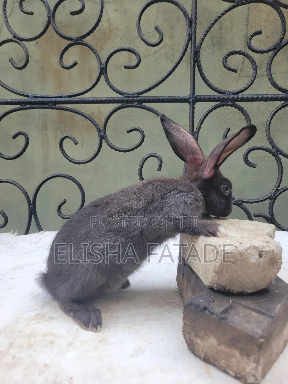 Rabbits for Sale