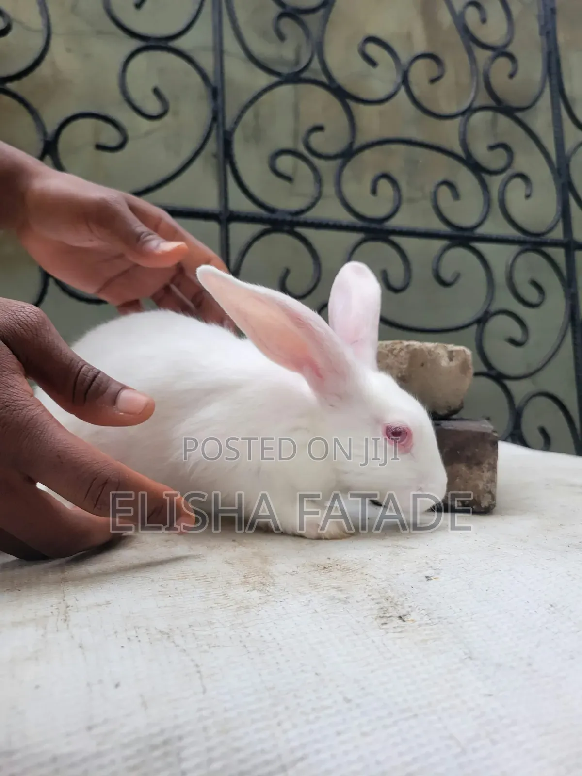 Rabbits for Sale