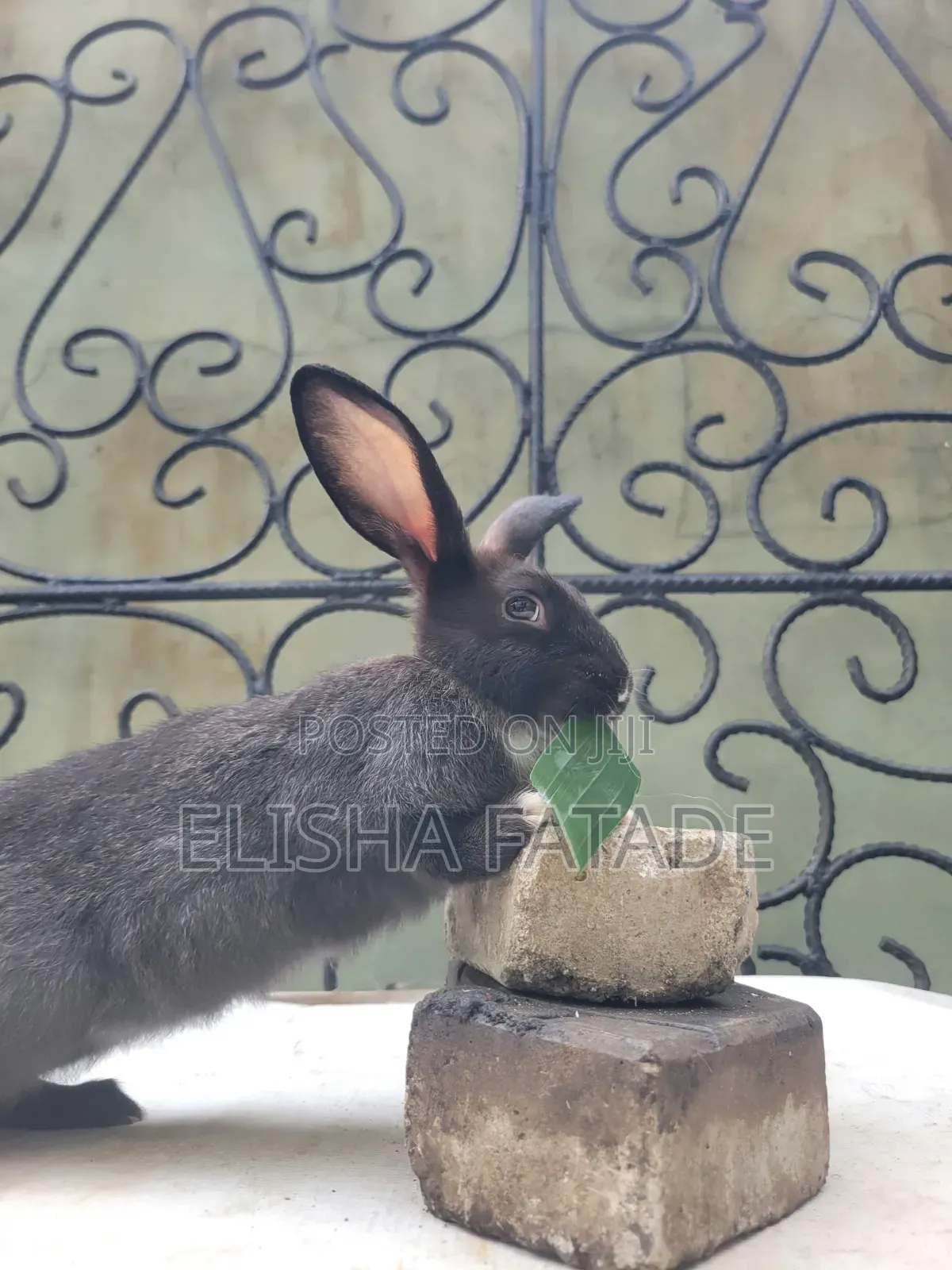 Rabbits for Sale