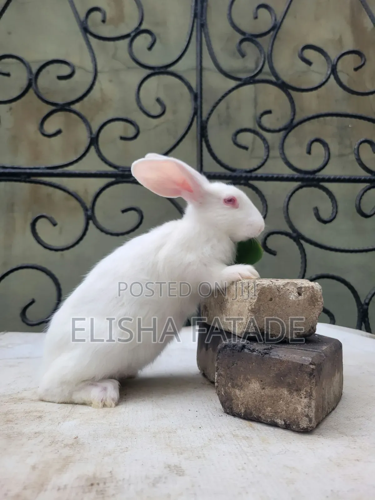 Rabbits for Sale