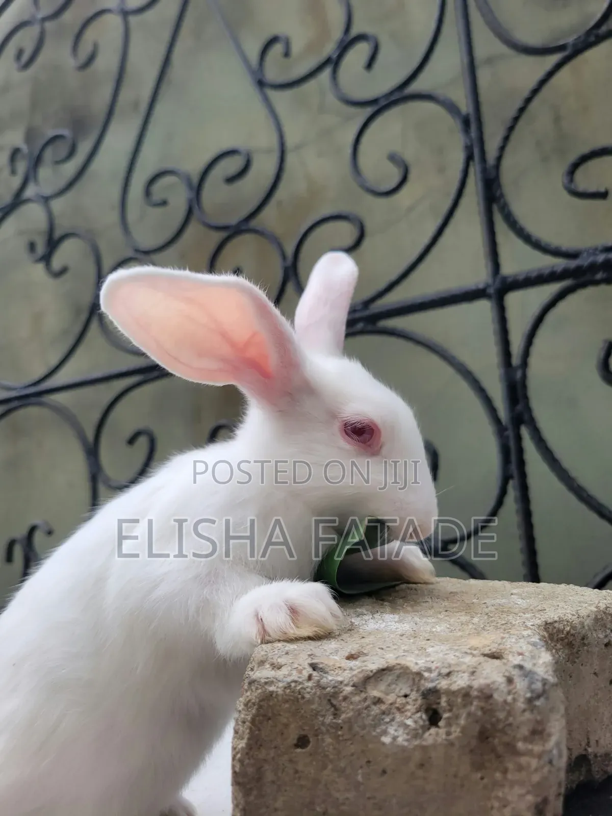 Rabbits for Sale