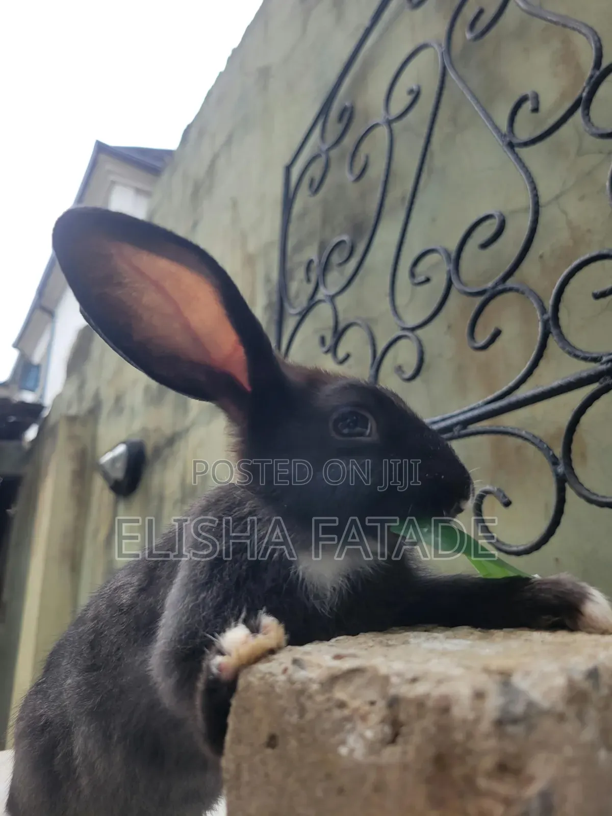 Rabbits for Sale