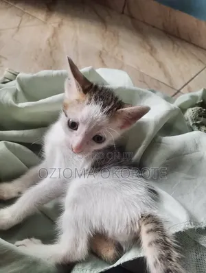 1-3 months Male Mixed Breed Tabby