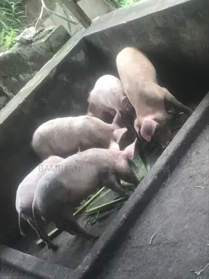 Growers Pigs Available for Sell