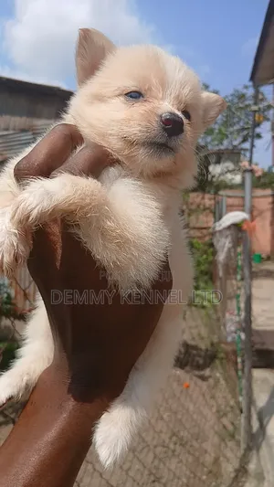 1-3 months Male Purebred American Eskimo