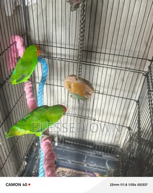 Lovely Birds