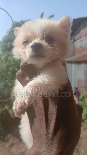 1-3 months Female Purebred American Eskimo