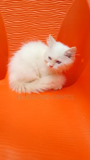 1-3 months Male Purebred Persian