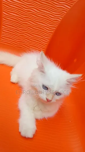1-3 months Male Purebred Persian