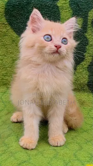 3-6 months Male Purebred Persian