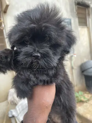 1-3 months Male Purebred Lhasa Apso