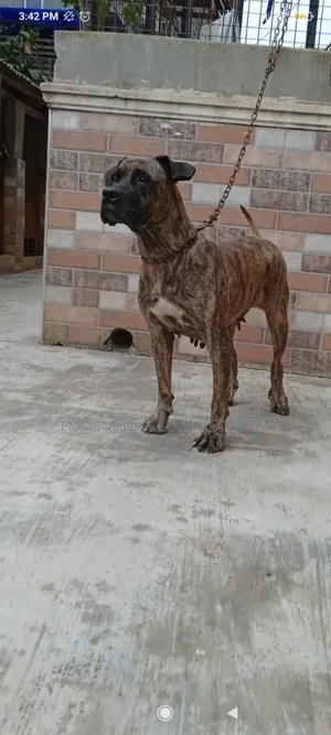 1+ year Female Purebred Boerboel