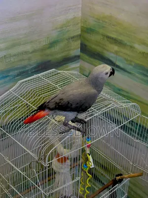 Beautiful Talking Birds Are Available