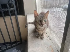1+ year Female Purebred British Shorthair