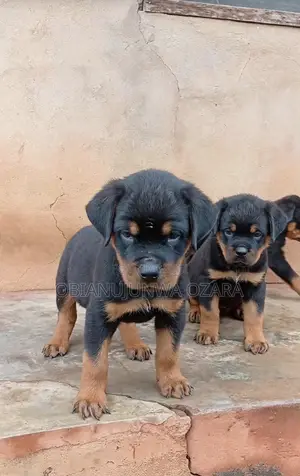 1-3 months Female Purebred Rottweiler