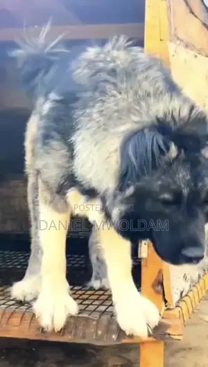 1+ year Male Purebred Caucasian Shepherd