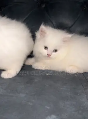 1-3 months Male Purebred Persian