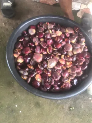 Vegetable Seeds