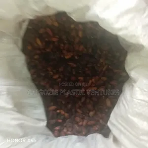 Cocoa Seed