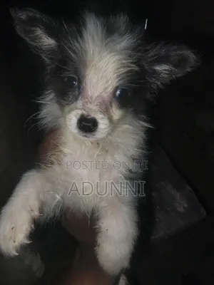 1-3 months Female Mixed Breed American Eskimo