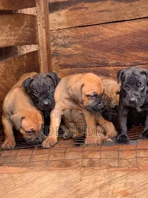 1-3 months Male Purebred Boerboel