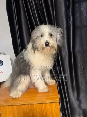 1+ year Male Purebred Lhasa Apso