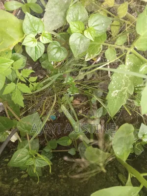 400 Square Meters Land at Parkview Estate Ikoyi for Sale