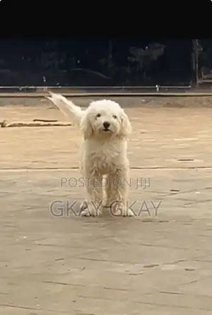 1+ year Male Purebred Lhasa Apso