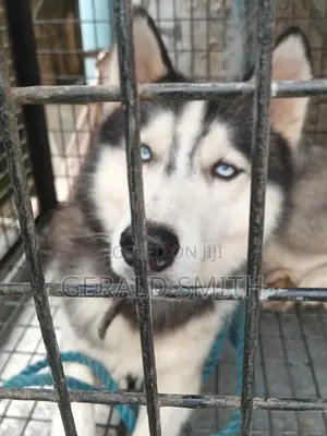 1+ year Female Purebred Siberian Husky