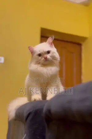 3-6 months Male Purebred Persian