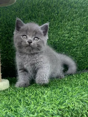 1-3 months Male Purebred British Shorthair