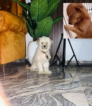 1+ year Female Purebred Lhasa Apso