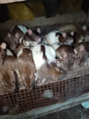 Coloured Rats || Long Evans Rats