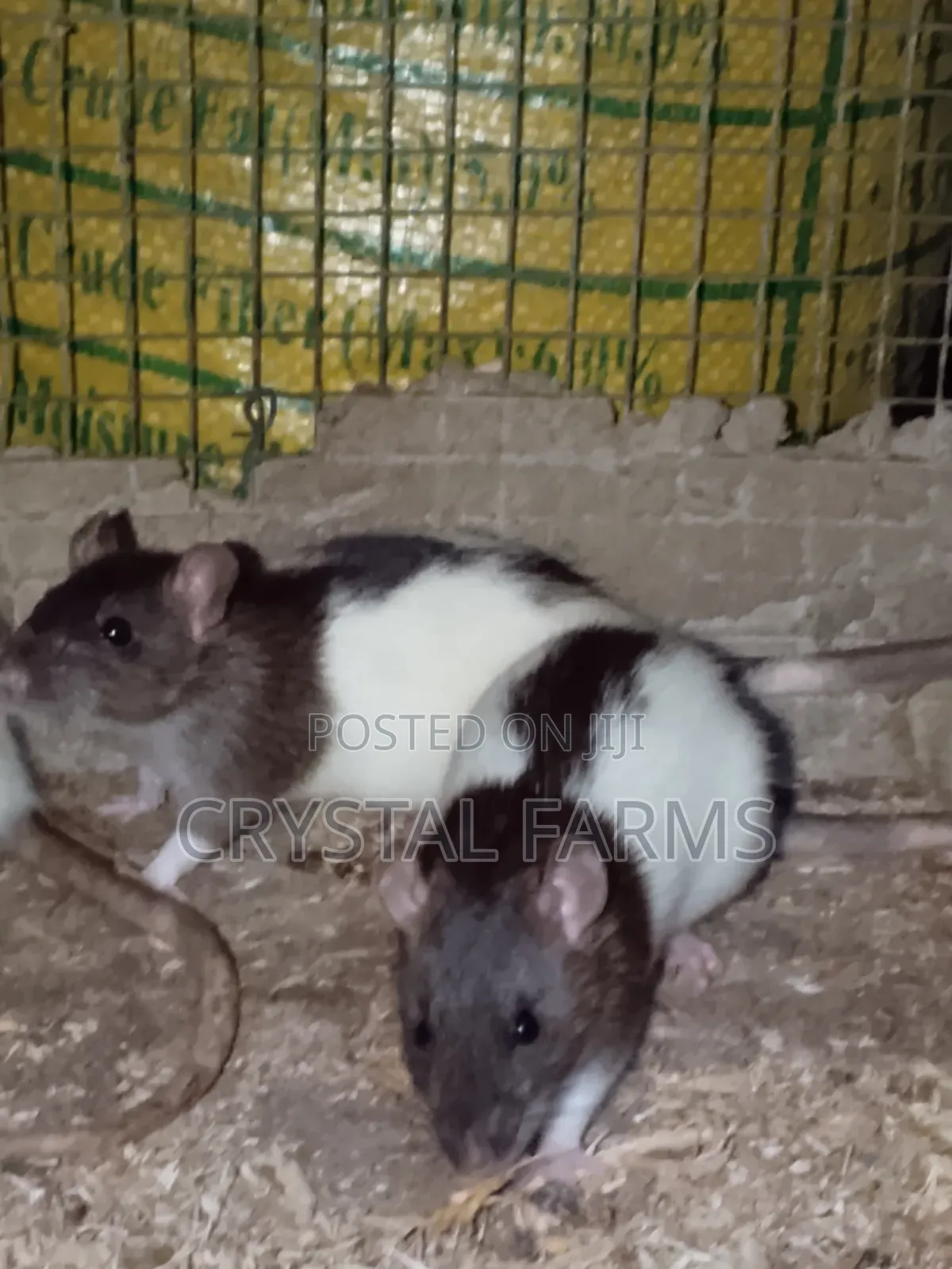 Coloured Rats || Long Evans Rats
