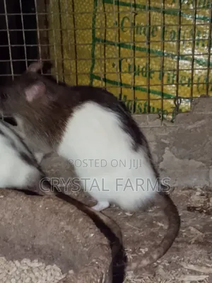 Coloured Rats || Long Evans Rats